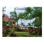 Cozumel Tropical Palm Tree Post Cards
