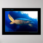 Cozumel - Turtle in the Sun posters
