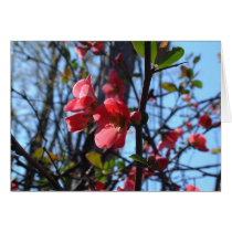 Crab Apple Blossom Cards