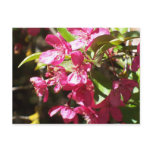 Crab Apple Blossom postcards