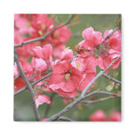 Crab Apple Blossoms Magnet