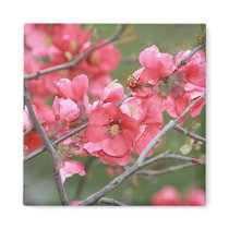 Crab Apple Blossoms Magnet