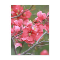 Crab Apple Blossoms Postcard