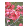 Crab Apple Blossoms Postcard