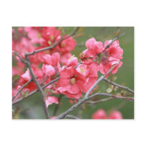 Crab Apple Blossoms Postcard