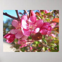 Crab Apple Blossoms Poster