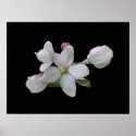 Crab Apple Blossoms posters