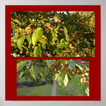 Crab Apple Crop Poster