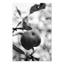 Crab apple