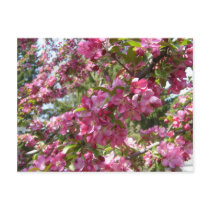 Crab Apple Postcard