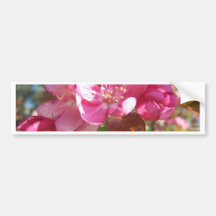 Crab Apple Tree in Bloom Bumper Sticker