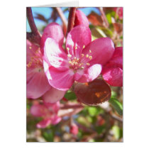 Crab Apple Tree in Bloom Greeting Cards