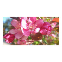 Crab Apple Tree in Bloom Photo Card