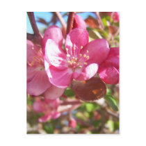 Crab Apple Tree in Bloom Post Card
