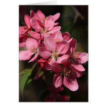 Crab Apple Tree in Full Bloom Greeting Cards