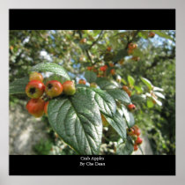 Crab Apples by Che Dean Posters