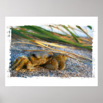 Crab on beach dune at sunset print