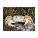 Crab on Beach postcards