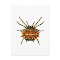 Crab Spider Postcard
