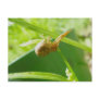 Crab Spider Thomisid Postcard