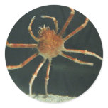 Crab stickers