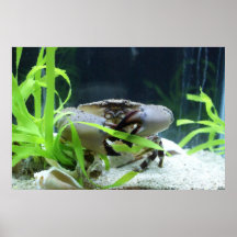 Crab, watercolour splatter print