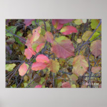 Crabapple 02 poster