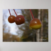 crabapple 04 print