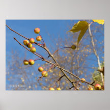 Crabapple 05 poster