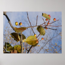 Crabapple 06 poster