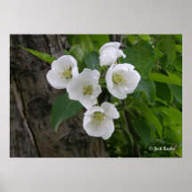 Crabapple 07 poster
