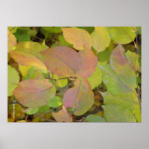 Crabapple 08 poster