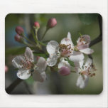 Crabapple Blossoms Mouse Pad