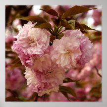 Crabapple Blossoms Poster