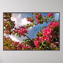 Crabapple Blossoms Print