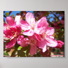 Crabapple Blossoms Print