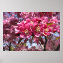 Crabapple Tree posters