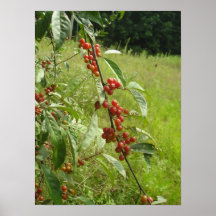 Crabapple tree poster