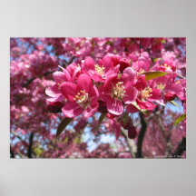 Crabapple Tree Posters