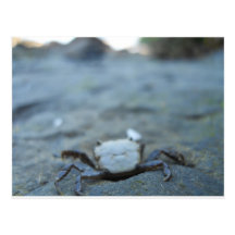 Crabby Smile Post Card