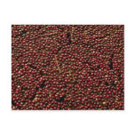 Cranberries at harvest, Plymouth, Massachusettes, Postcard