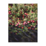Cranberry Bog Post Cards
