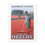 Cranberry Bogs Harvest - Coos Bay, Oregon Postcard