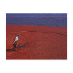 Cranberry Harvest, Middleboro, MA, USA