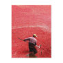 Cranberry harvesting postcards