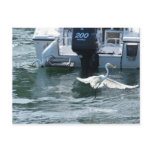 Crane fishing postcards