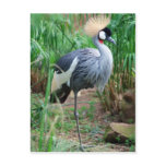 Cranes Crowning Glory postcards