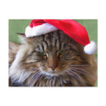 Cranky Christmas Cat Postcard
