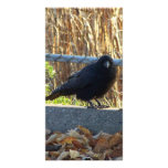 Cranky Crow Photo Card