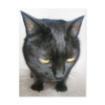 Cranky Kitty